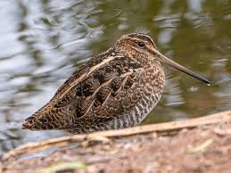 Image result for Gallinago delicata