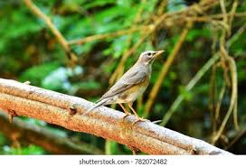 Image result for Turdus obscurus