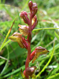 Attēlu rezultāti vaicājumam “Coeloglossum viride flower”