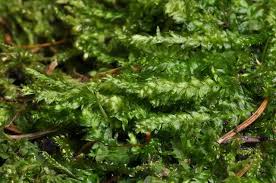 Attēlu rezultāti vaicājumam “Plagiothecium denticulatum”