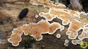 Attēlu rezultāti vaicājumam “Steccherinum ochraceum”