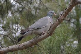 Attēlu rezultāti vaicājumam “Columba palumbus”