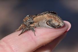 Attēlu rezultāti vaicājumam “Notodonta ziczac”