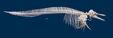 Image result for Lagenorhynchus albirostris