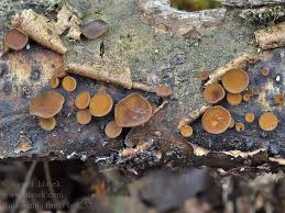 Attēlu rezultāti vaicājumam “Rutstroemia firma”