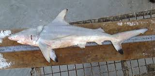 Image result for Carcharhinus
