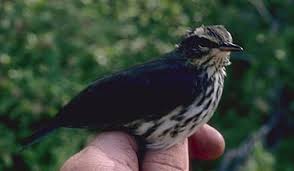 Image result for Seiurus noveboracensis