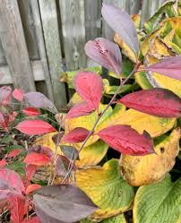 Attēlu rezultāti vaicājumam “Aronia melanocarpa leaf”