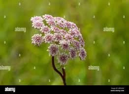 Attēlu rezultāti vaicājumam “Pimpinella saxifraga flower”
