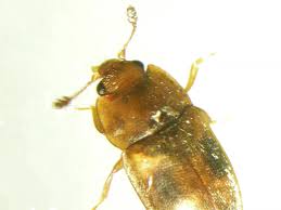 Attēlu rezultāti vaicājumam “Epuraea sp.”