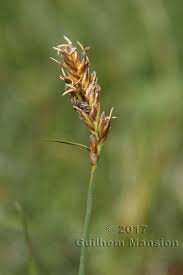 Attēlu rezultāti vaicājumam “Blysmus compressus”