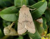 Attēlu rezultāti vaicājumam “Orthosia cerasi”