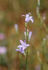Image result for Campanula rapunculus