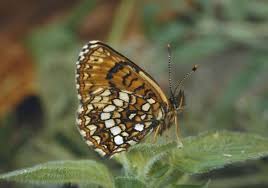 Attēlu rezultāti vaicājumam “Melitaea diamina underside”