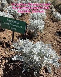 Image result for Cineraria maritima