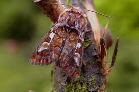 Attēlu rezultāti vaicājumam “Panolis flammea”