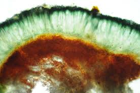 Attēlu rezultāti vaicājumam “Mycoblastus sanguinarius”