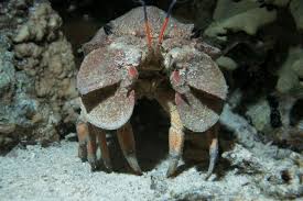 Image result for Scyllarides latus