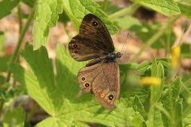 Attēlu rezultāti vaicājumam “Lasiommata petropolitana”