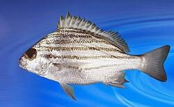 Image result for Pomadasys commersonnii