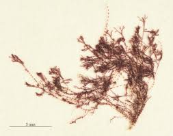 Attēlu rezultāti vaicājumam “Ceramium sp.”