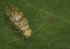 Attēlu rezultāti vaicājumam “Psocoptera”