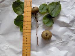 Attēlu rezultāti vaicājumam “Pyrus pyraster fruit”