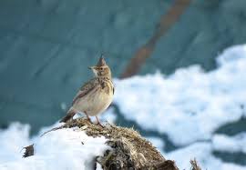 Attēlu rezultāti vaicājumam “Trichia longipalpis”