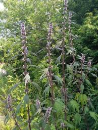 Attēlu rezultāti vaicājumam “Leonurus quinquelobatus flower”
