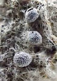 Attēlu rezultāti vaicājumam “Physarum cinereum macro”