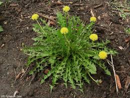 Attēlu rezultāti vaicājumam “Taraxacum suecicum leaf”