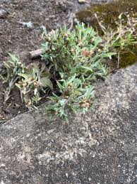 Attēlu rezultāti vaicājumam “Gnaphalium sylvaticum bud”