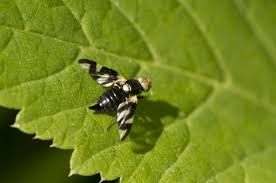 Attēlu rezultāti vaicājumam “Urophora cardui”