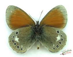 Attēlu rezultāti vaicājumam “Coenonympha glycerion”