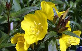 Attēlu rezultāti vaicājumam “Oenothera rubricauli flower”