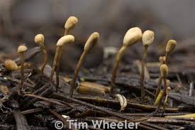 Attēlu rezultāti vaicājumam “Heyderia abietis”