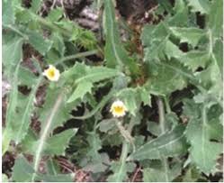 Attēlu rezultāti vaicājumam “Sonchus asper”