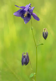 Image result for Aquilegia vulgaris