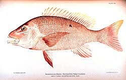 Image result for Lutjanus campechanus