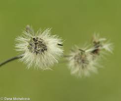 Attēlu rezultāti vaicājumam “Hieracium murorum bud”