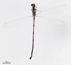 Attēlu rezultāti vaicājumam “Odonata”