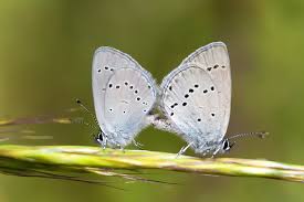 Attēlu rezultāti vaicājumam “Cupido minimus”