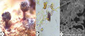 Attēlu rezultāti vaicājumam “Physarum psittacinum”