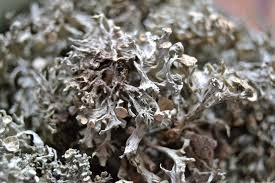 Attēlu rezultāti vaicājumam “Ramalina fastigiata”