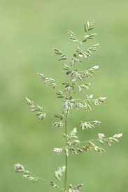 Attēlu rezultāti vaicājumam “Poa pratensis fruit”