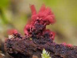 Attēlu rezultāti vaicājumam “Arcyria affinis”