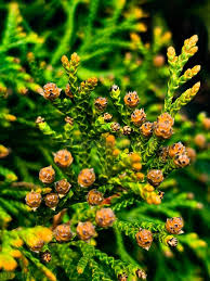 Attēlu rezultāti vaicājumam “Thuja plicata flower”