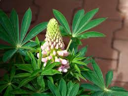 Image result for Lupinus polyphyllus Lindl.