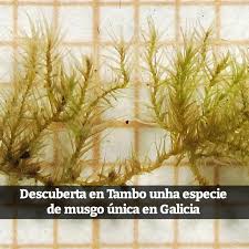 Attēlu rezultāti vaicājumam “Rhynchostegiella tenella”