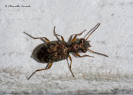 Attēlu rezultāti vaicājumam “Asaphidion pallipes”